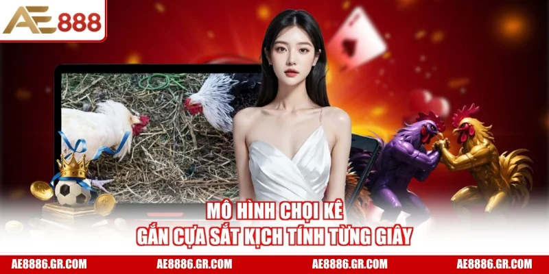 Mô hình chọi kê gắn cựa sắt kịch tính từng giây