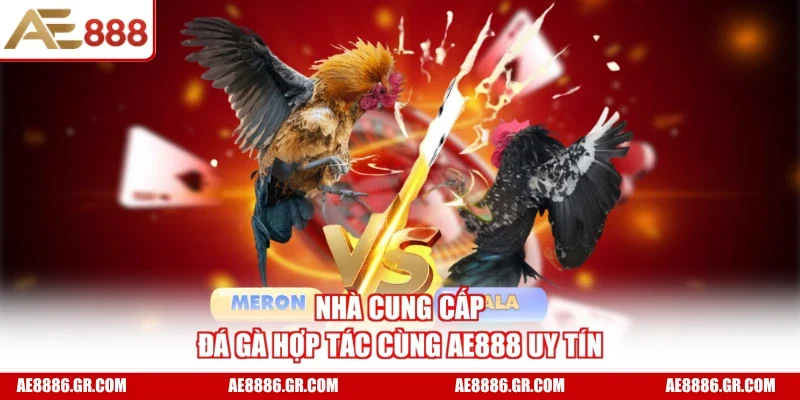 Nhà cung cấp đá gà hợp tác cùng AE888 uy tín